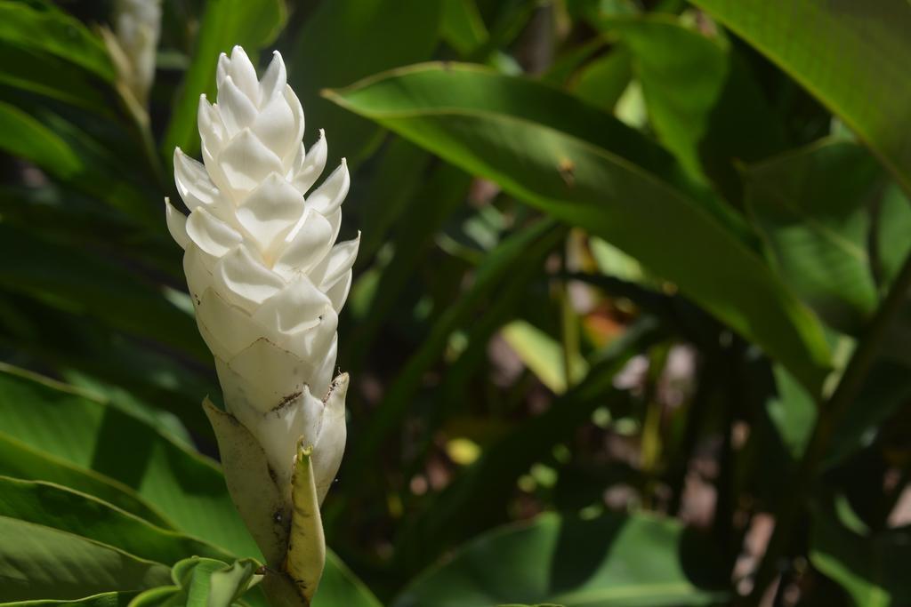 O'Soleil Chalets Self Catering La Digue Pokoj fotografie